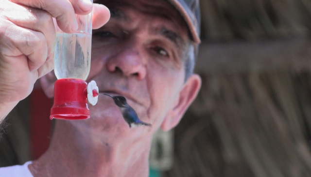 Zogu më i vogël në botë gjen strehë në kopshtin e burrit ‘mikpritës’ në Kubë