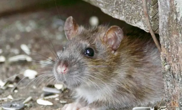 Sëmundja e pashërueshme e minjve/ Autoritetet në alarm: Po përhapet tek njerëzit! Vret katër persona…