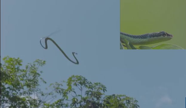 Gjarpri fluturues, specia e rrallë që do t’ju fusë frikën