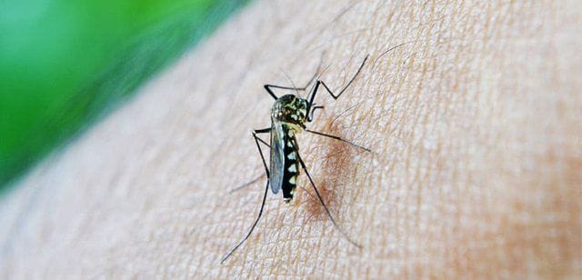 Çfarë është virusi vdekjeprurës “Triple E” që transmetohet nga mushkonjat