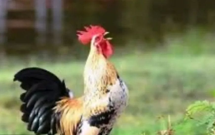 Screenshot 20250223 135942 Facebook7800572851619069191