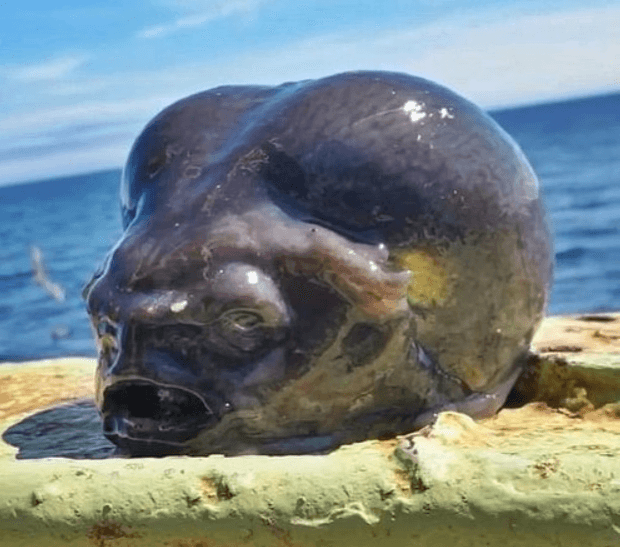 Screenshot 2025 03 03t0141347347509064185590952