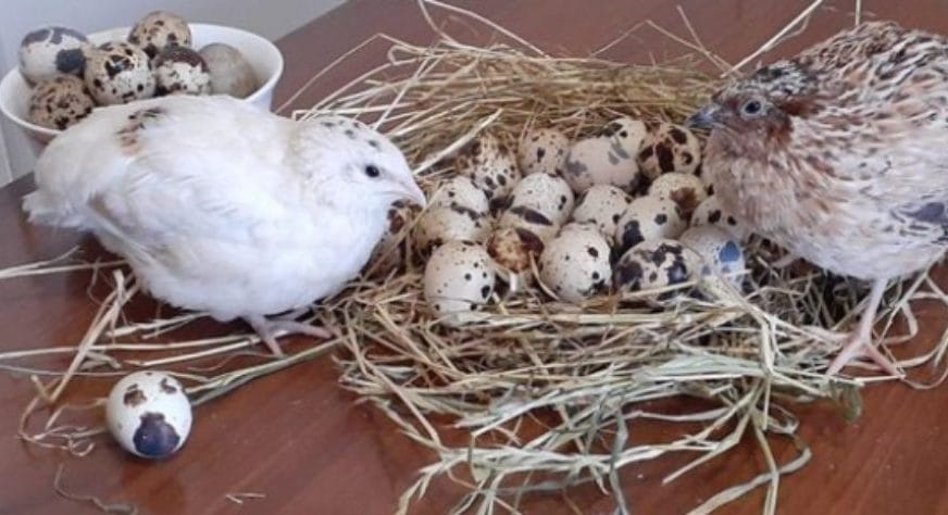 Screenshot 20250303 220401 facebook6758205401128898096