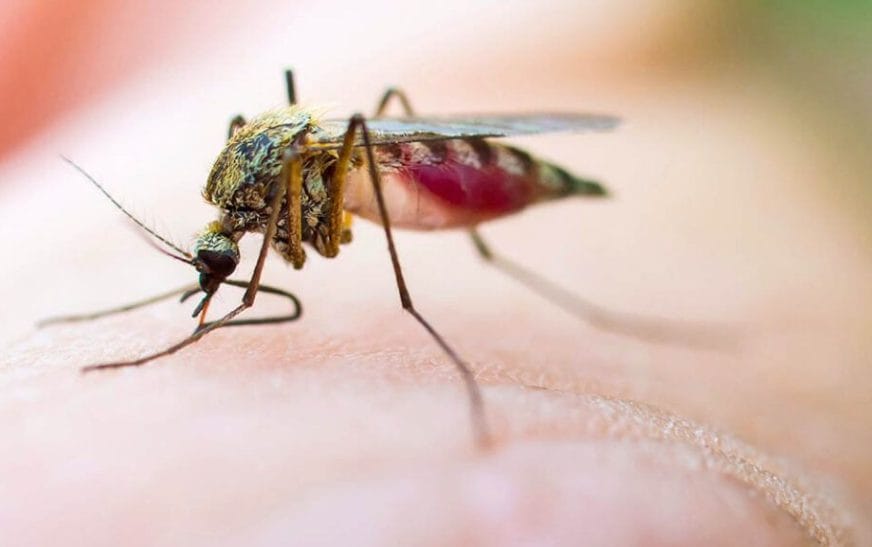 Mushkonja1 1140x5701056088735275512334