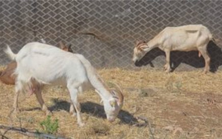 Screenshot 20250603 160050 chrome1964426413309991472