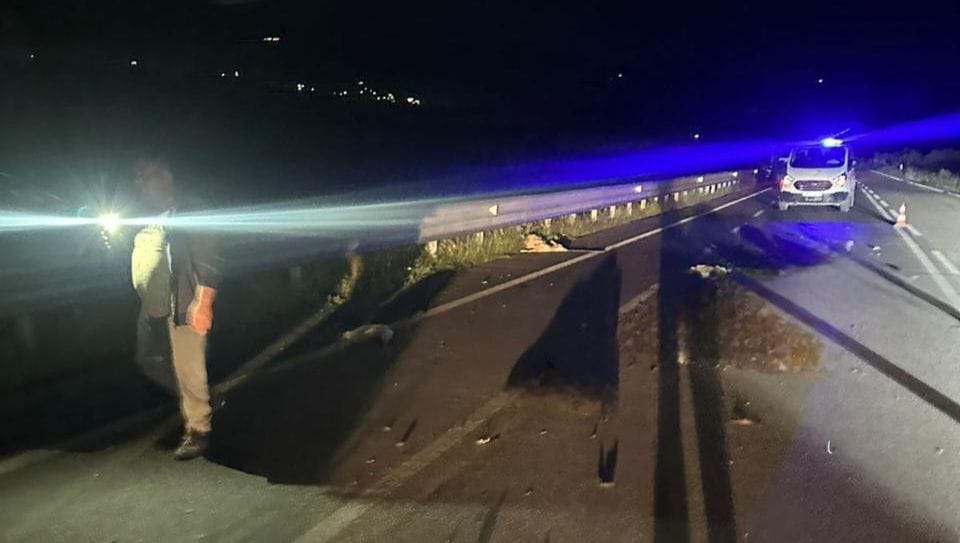 Aksident në Vlorë/ Makina përplas bagëti në Tragjas, një i plagosur